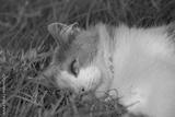 preview bw