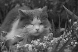 preview bw