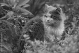 preview bw