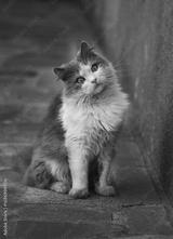 preview bw