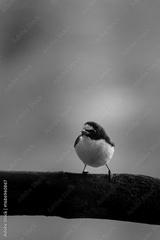 preview bw