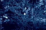 preview cold