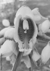 preview bw