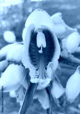 preview cold