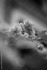 preview bw