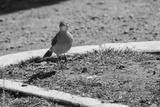 preview bw
