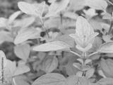 preview bw