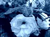 preview cold
