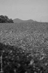 preview bw