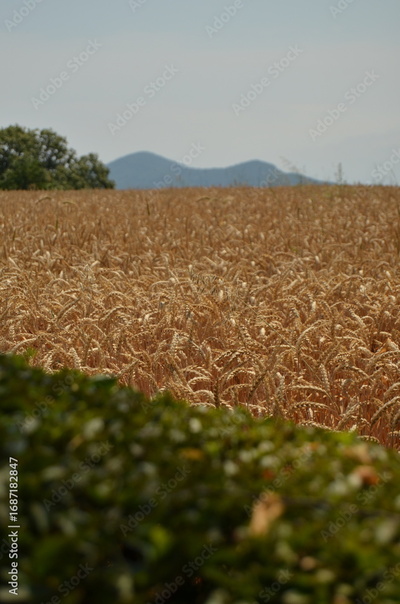image to crop