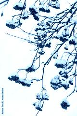 preview cold