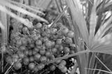 preview bw