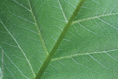 image to crop