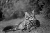 preview bw