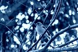 preview cold
