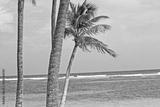 preview bw