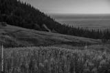 preview bw