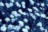 preview cold