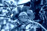preview cold