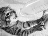 preview bw