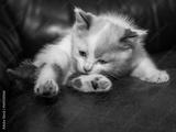 preview bw
