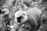 preview bw