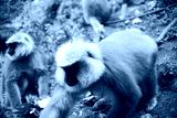 preview cold