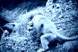 preview cold