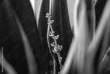 preview bw