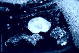 preview cold