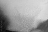 preview bw