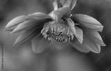 preview bw