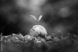 preview bw