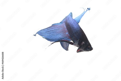 image to crop