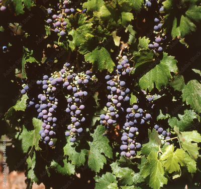 image to crop
