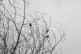 preview bw