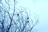 preview cold