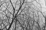 preview bw