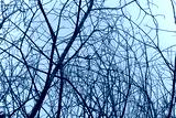 preview cold