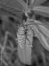 preview bw