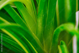 preview original