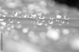 preview bw