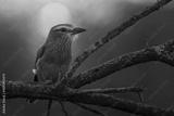 preview bw