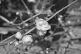 preview bw