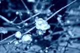 preview cold