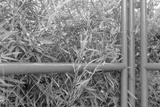 preview bw