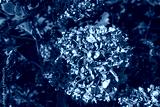 preview cold
