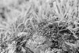 preview bw