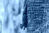 preview cold