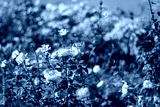 preview cold